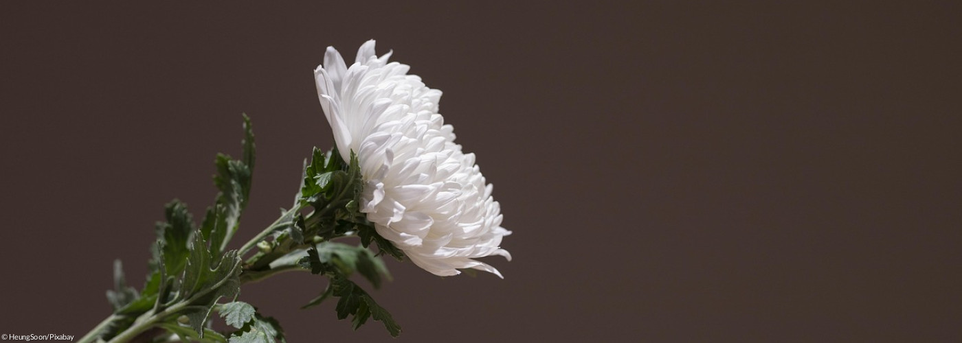 Chrysantheme vor schwarzem Hintergrund