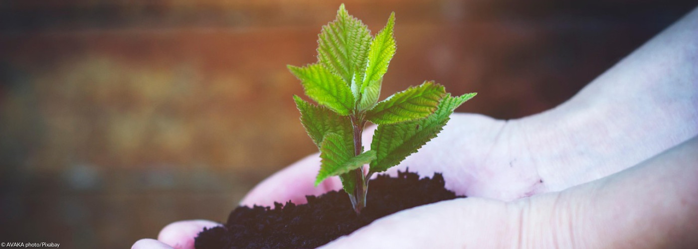 zwei Hände halten Erde und eine kleine Pflanze