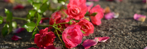 Rosen
